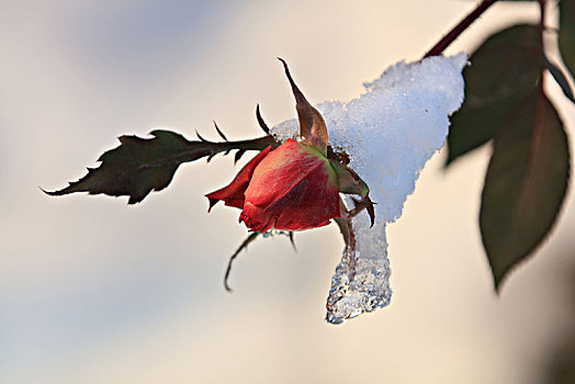 玫瑰,冰雪,冬天