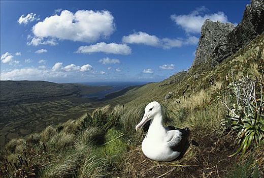 皇家,信天翁,坐,一个,鸡蛋,白天,培育,坎贝尔岛,新西兰