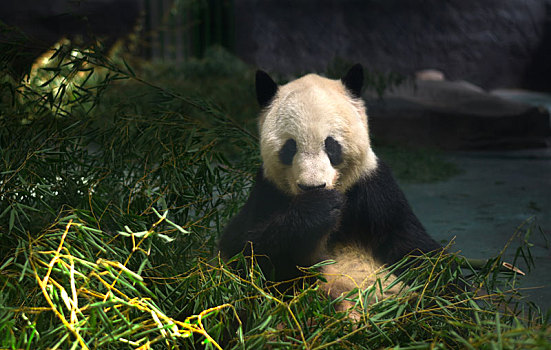 正在进食的大熊猫
