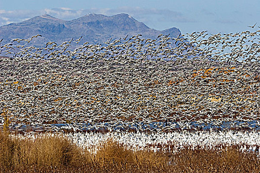 雪雁,大,成群,野生动植物保护区,新墨西哥,美国