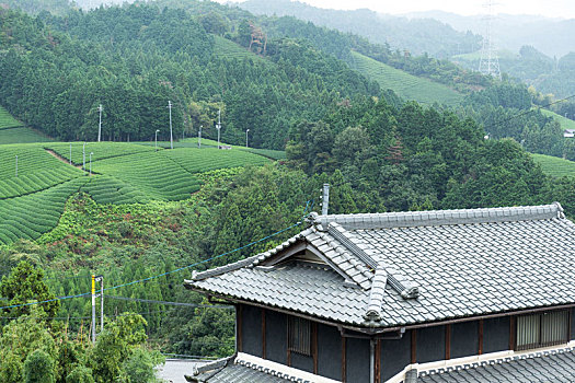 清新,茶园,日式房屋