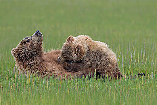 大灰熊,棕熊,母亲,哺乳,幼兽,克拉克湖,国家公园,阿拉斯加