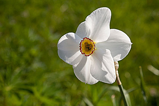 白色,水仙花,水仙,北莱茵威斯特伐利亚,德国,欧洲