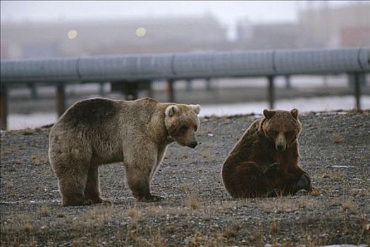 大灰熊,普拉德霍湾,靠近,管道,阿拉斯加