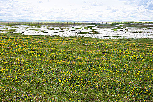 诺尔盖湿地草原