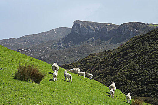 綿羊,農場,靠近,告別,金色,納爾遜,區域,南島,新西蘭