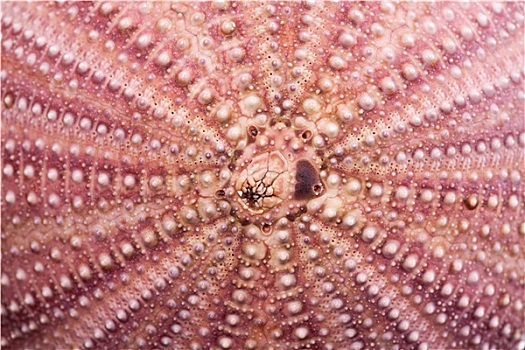 背景,紫色,海螺壳,微距