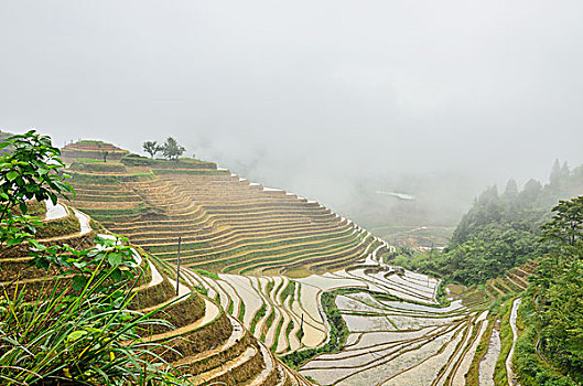 金坑梯田