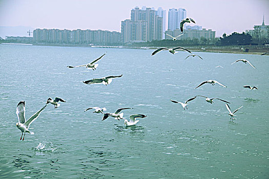 水面上的海鸥群