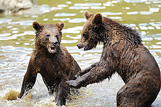 两个,年轻,褐色,熊,水