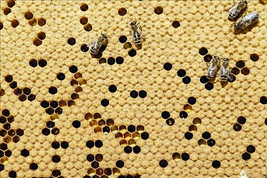 蜜蜂,意大利蜂,蜂窝,遮盖,花粉