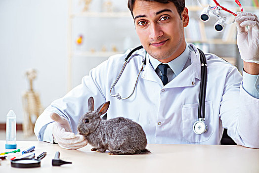 兽医,博士,检查,向上,兔子,诊所