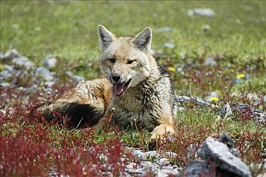 巴塔戈尼亚灰狐,托雷德裴恩国家公园,巴塔哥尼亚,智利
