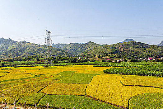 秋季成熟的稻田田园村庄景观背景