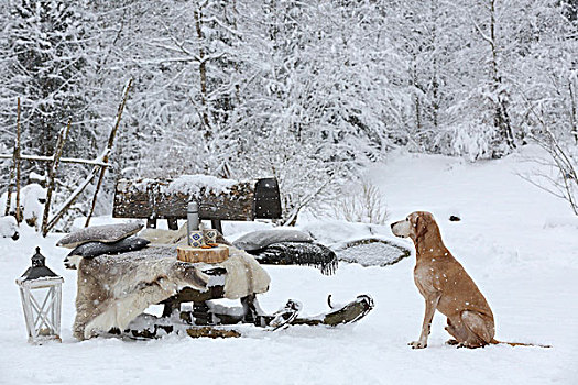 狗,坐,靠近,老,雪橇,长椅,雪,花园