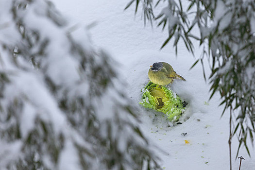 雪地栖息的绿鹦嘴鹎