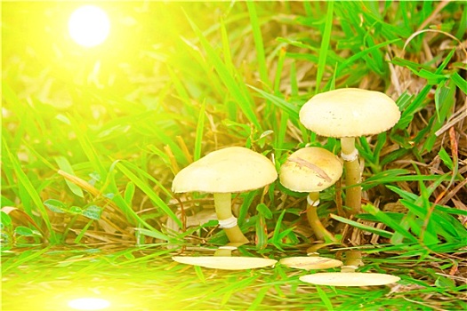 伞菌,蘑菇,自然