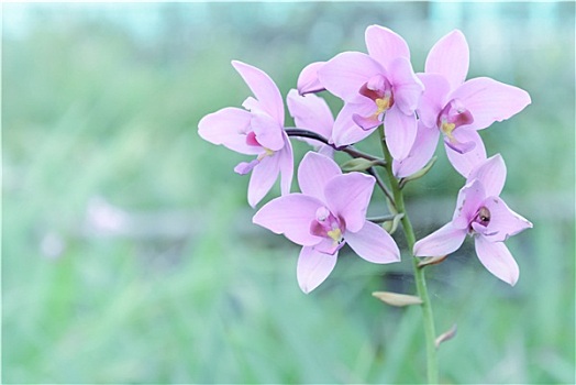 粉色,石槲兰,兰花