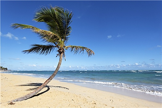 椰树,海滩