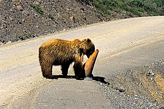 美国,阿拉斯加,德纳里峰国家公园,大灰熊,途中,咀嚼,建筑,锥形