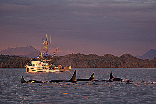 逆戟鲸,日落,北方,温哥华岛,不列颠哥伦比亚省,加拿大