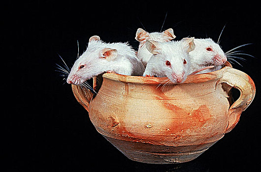 一群小白鼠图片