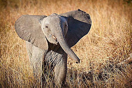 禁猎区,南非,幼兽,灌木,大象