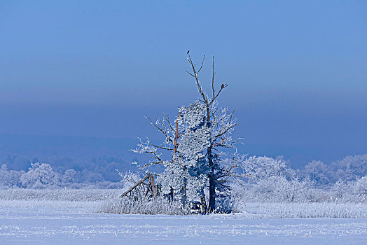 白霜,树