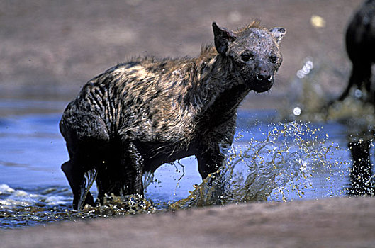 博茨瓦纳,乔贝国家公园,斑鬣狗,水边,洞,萨维提,湿地
