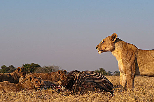 非洲狮,狮子,雌性,幼兽,斑马,畜体,博茨瓦纳