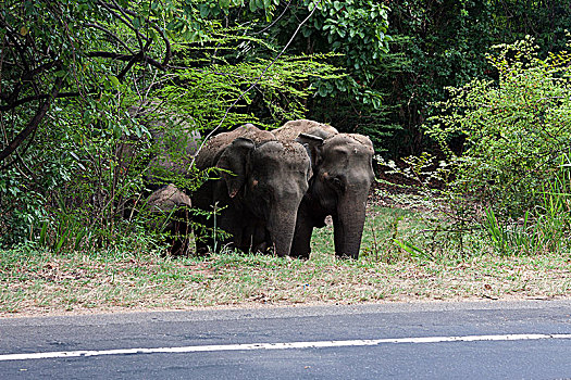 亚洲,东方,大象,象属,站立,路边,国家公园,北方,中央省,斯里兰卡