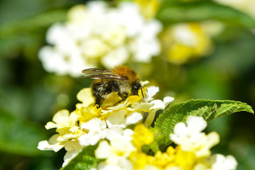 大黄蜂,花