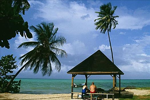 后视图,两个人,野餐,蔽护,多巴哥岛,加勒比海