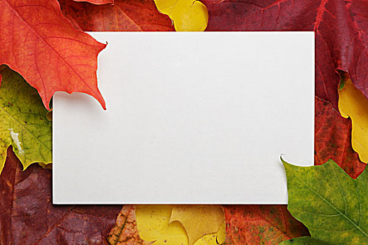 秋天,枫叶,木头,表面,纸,卡片,横图