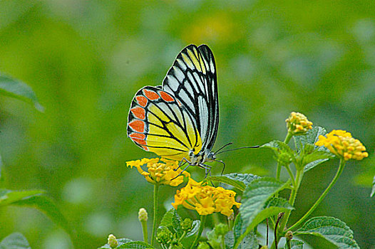 蝴蝶,野花,达卡,孟加拉,十二月,2007年