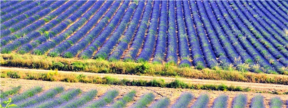薰衣草,法国南部