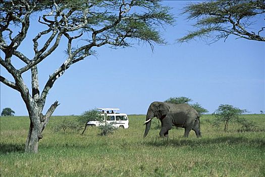 非洲象,旅游,交通工具,东非
