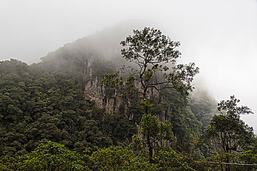 南美,巴西,风景,树,正面,峭壁