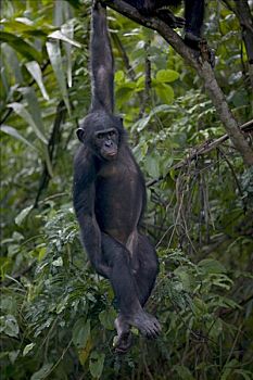 倭黑猩猩,青少年,孤儿,悬挂,枝条,黑猩猩,刚果