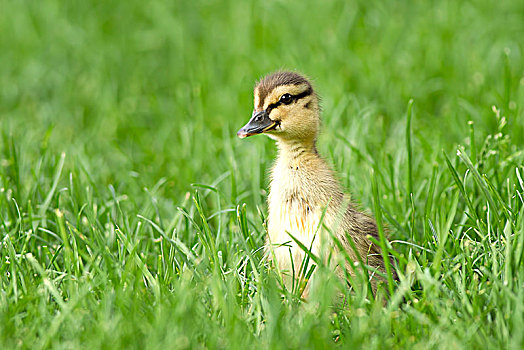野鸭,小鸭子,向外看,上方,草,绿头鸭,走,草丛,公园,斯波坎,华盛顿