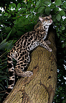 虎猫,成年,爬树