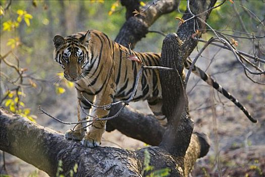 孟加拉虎,虎,老,幼小,树上,黄昏,干燥,季节,班德哈维夫国家公园,印度