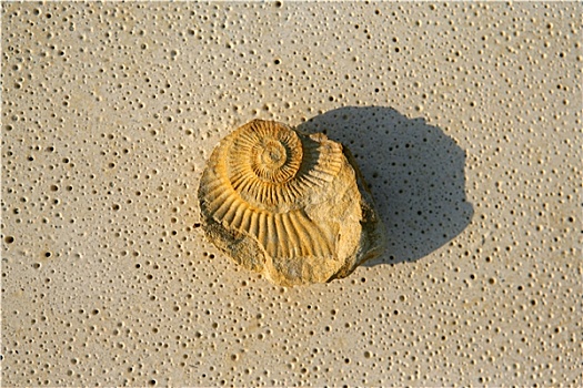 海贝,化石