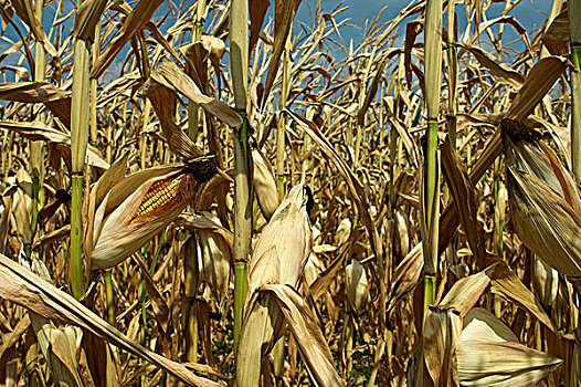 干燥,玉米,作物,田纳西,美国