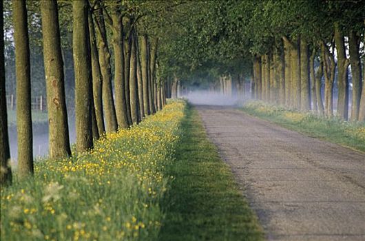 树林,小路,晨雾,区域,荷兰