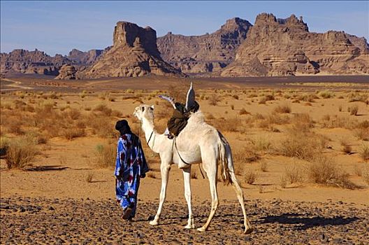 柏柏尔人,白色,单峰骆驼,漫游,利比亚