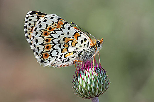豹纹蝶,上巴伐利亚,巴伐利亚,德国,欧洲