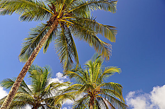 棕榈树,海滩,大,假日,乐园,靠近,里约热内卢,巴西,南美