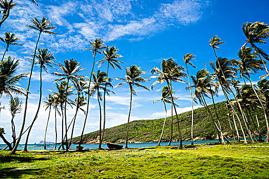 椰树,树,希望,湾,圣文森,格林纳丁斯群岛,西印度群岛