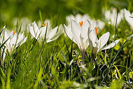 白色,藏红花,春天,草地,巴登符腾堡,德国,欧洲